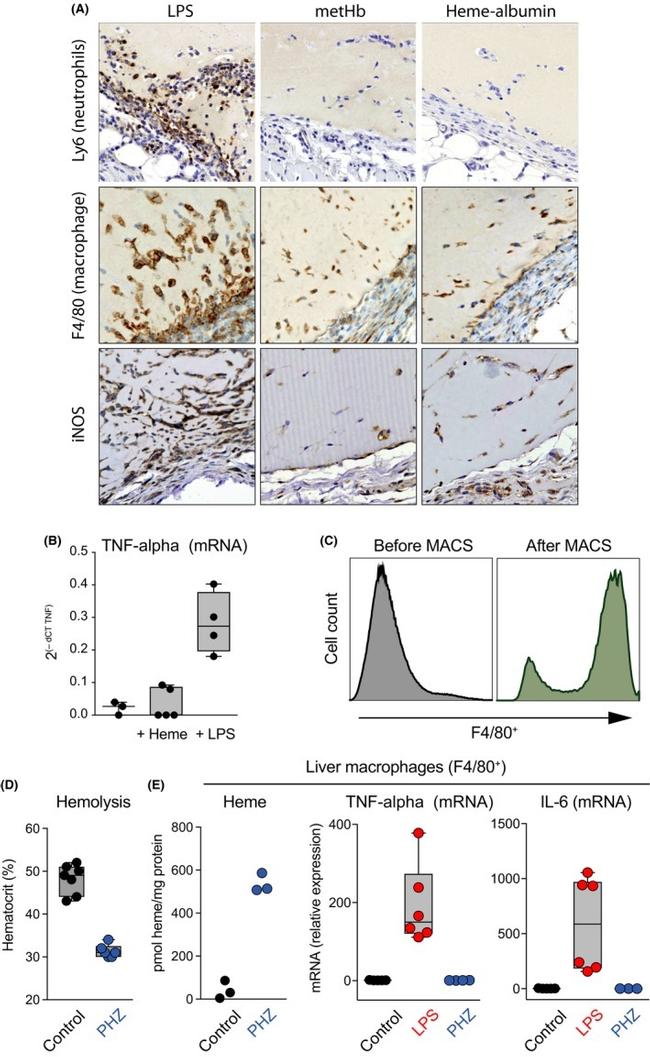 F4/80 Antibody in Immunohistochemistry (IHC)