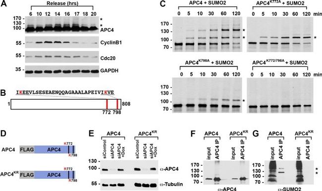 GAPDH Antibody in Western Blot (WB)