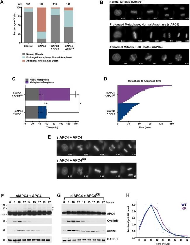 GAPDH Antibody in Western Blot (WB)