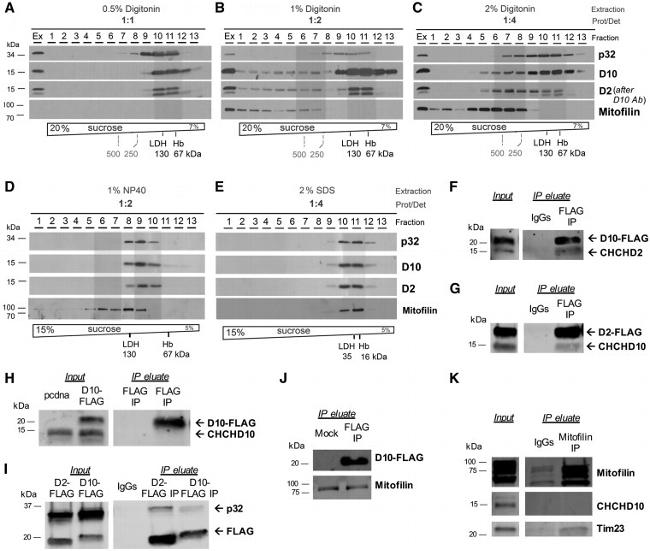 Mitofilin Antibody in Western Blot (WB)