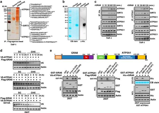 ATP Synthase gamma Antibody in Immunoprecipitation (IP)