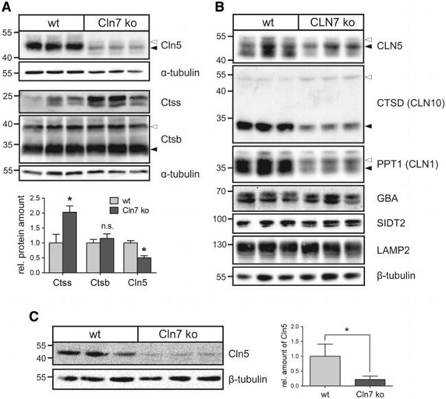 SIDT2 Antibody in Western Blot (WB)