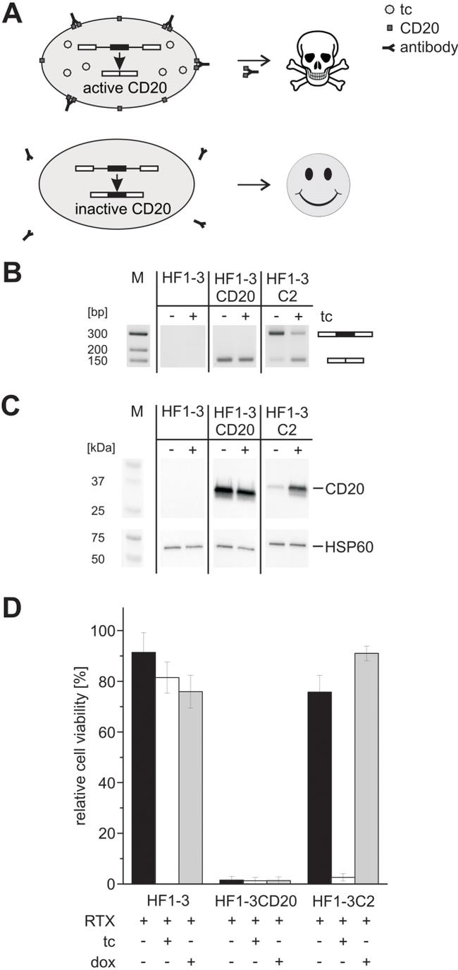 CD20 Antibody in Western Blot (WB)