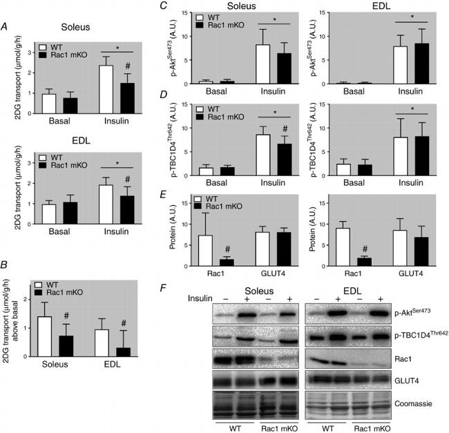 GLUT4 Antibody in Western Blot (WB)