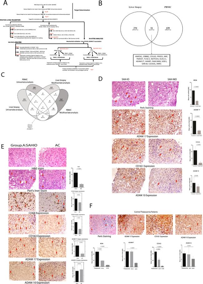 ADAM10 Antibody in Immunohistochemistry (Paraffin) (IHC (P))