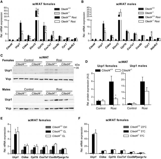 UCP1 Antibody in Western Blot (WB)