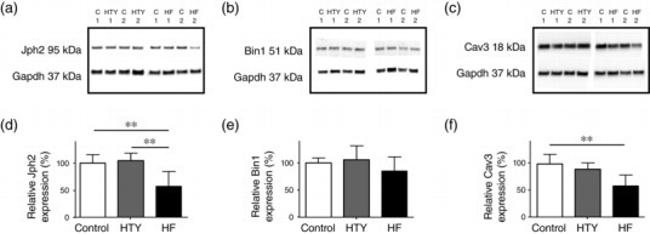 JPH2 Antibody in Western Blot (WB)