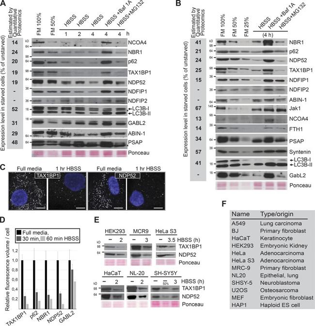 TNIP1 Antibody in Western Blot (WB)