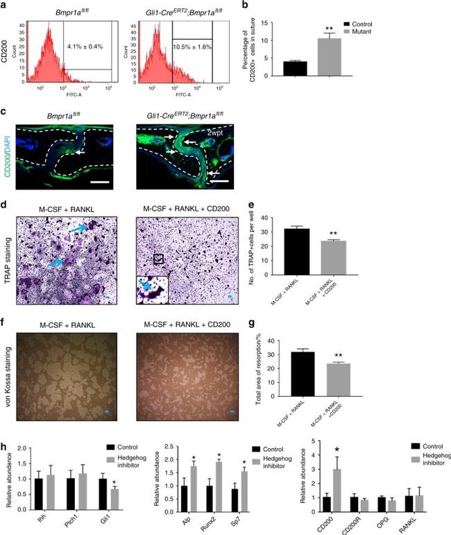 CD200 Antibody in Flow Cytometry (Flow)