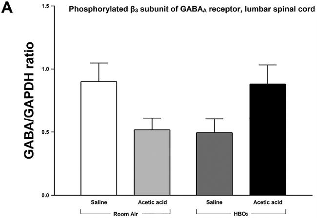 GAPDH Antibody in Western Blot (WB)