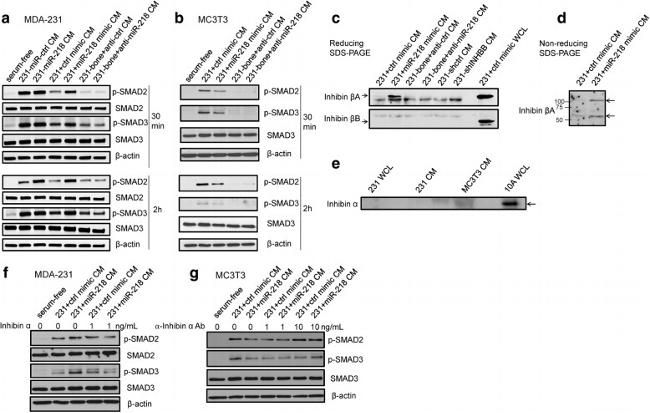 INHBB Antibody in Western Blot (WB)