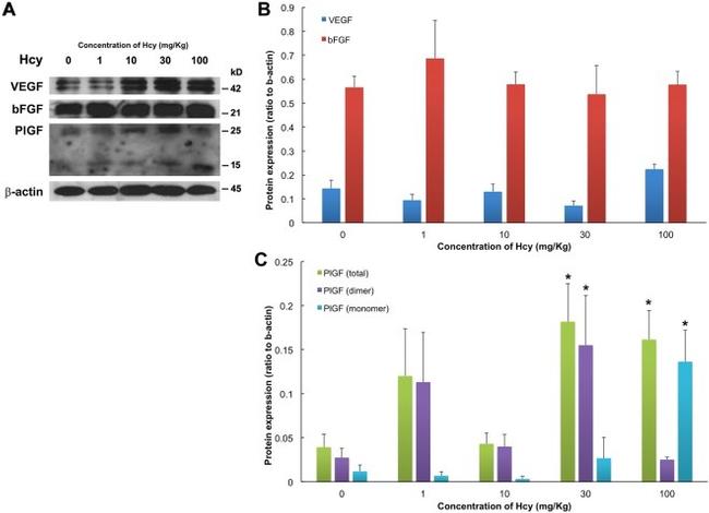 PDGF-D Antibody in Western Blot (WB)