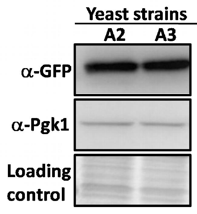 GFP Antibody in Western Blot (WB)