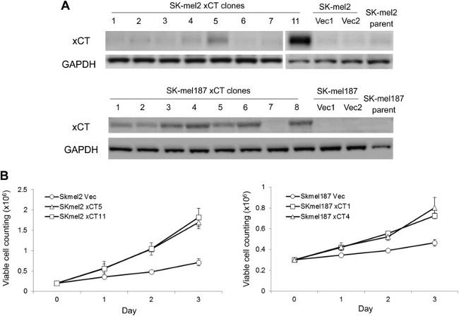 SLC7A11 Antibody in Western Blot (WB)