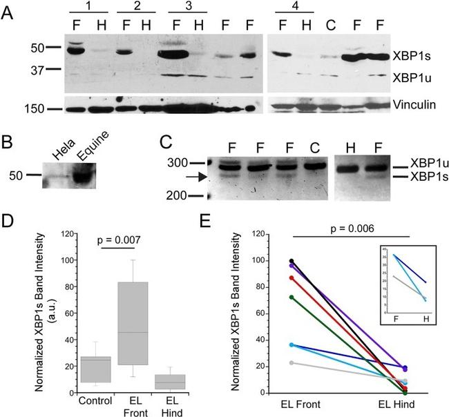 XBP1 Antibody in Western Blot (WB)