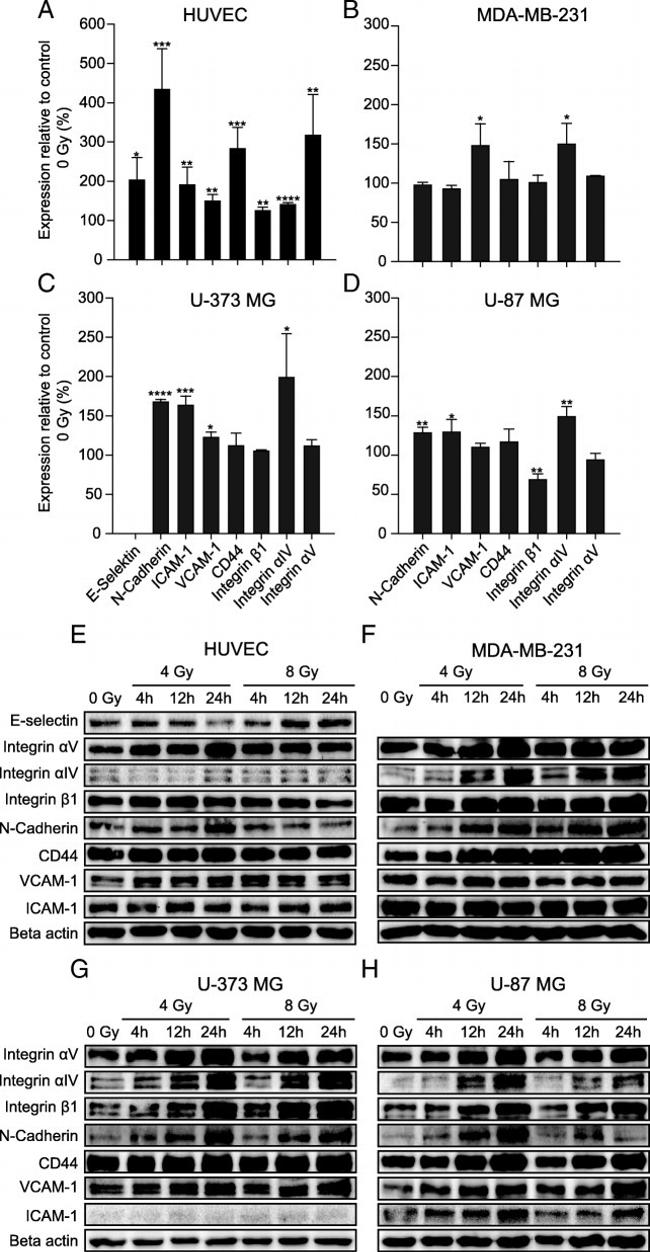 E-selectin Antibody in Western Blot (WB)