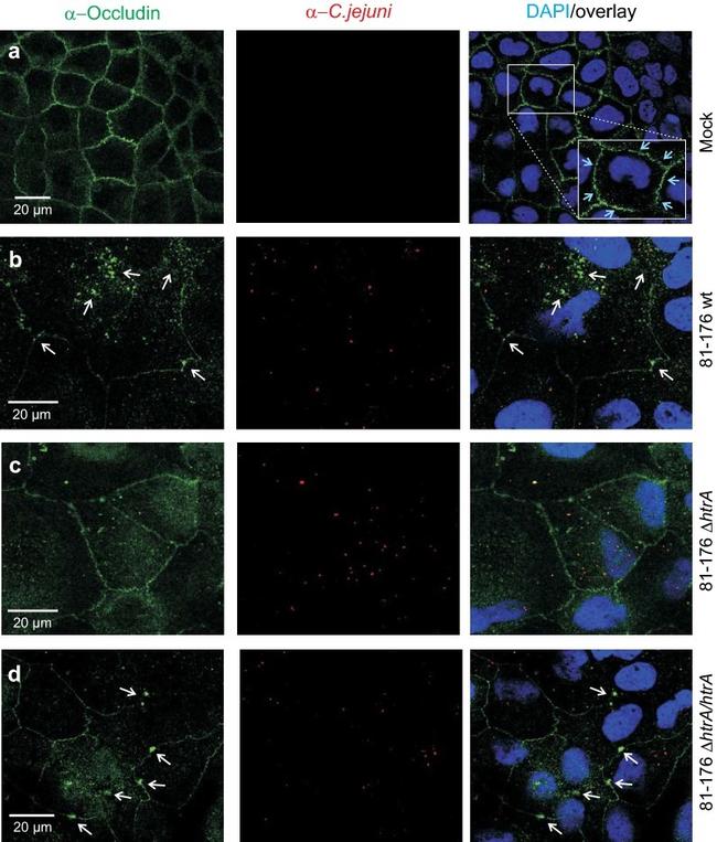 Occludin Antibody in Immunocytochemistry (ICC/IF)