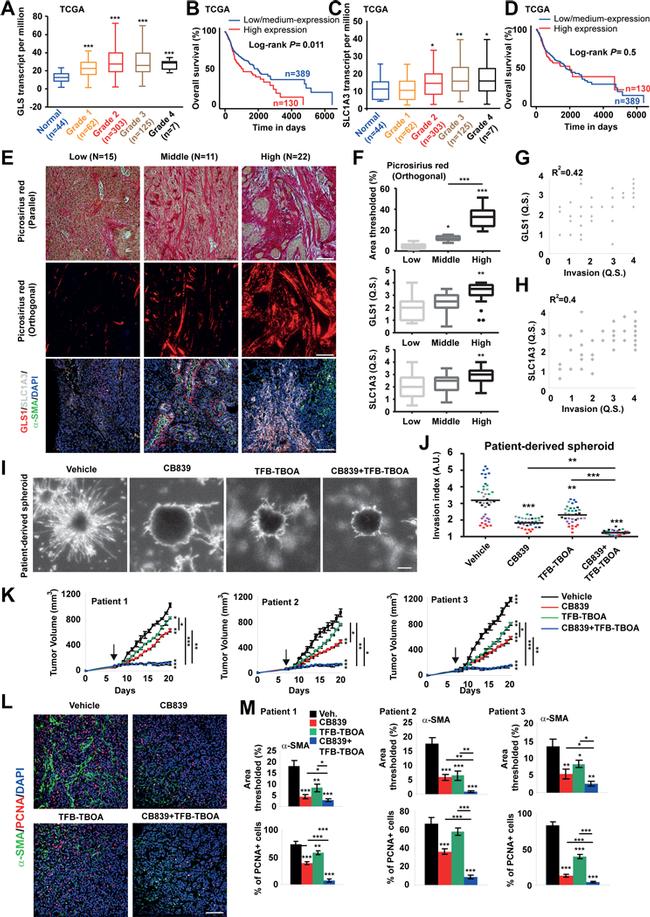 PCNA Antibody in Immunohistochemistry (IHC)