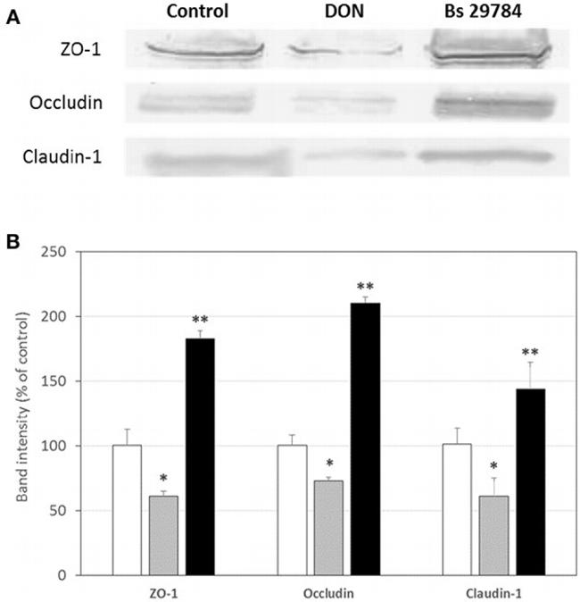 Claudin 1 Antibody in Western Blot (WB)