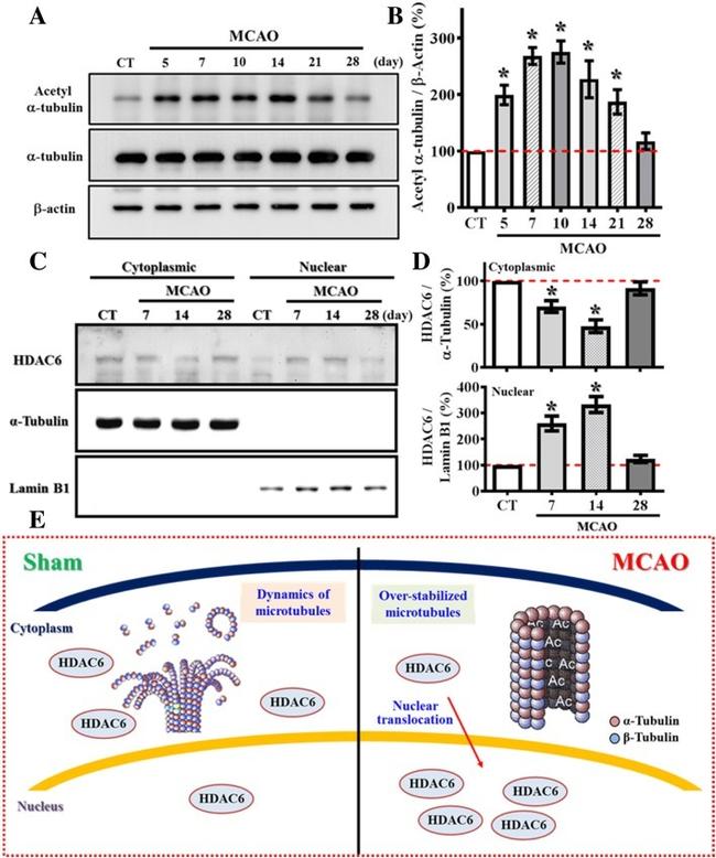 Actin Antibody in Western Blot (WB)