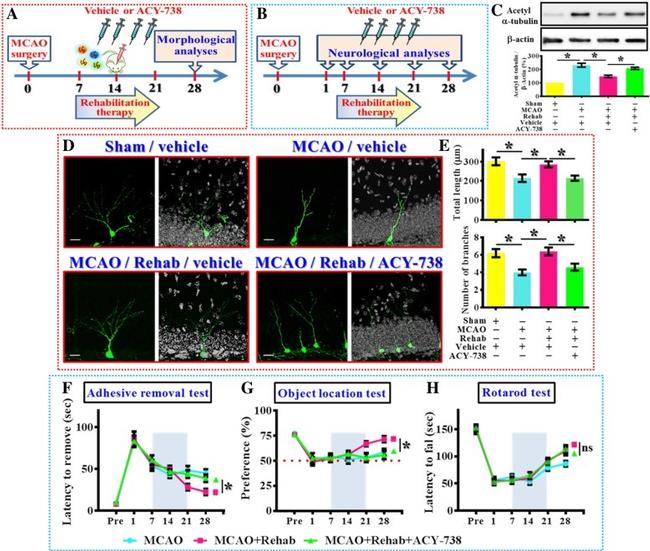 Actin Antibody in Western Blot (WB)