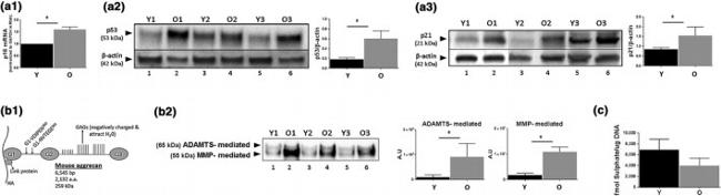 beta Actin Antibody in Western Blot (WB)