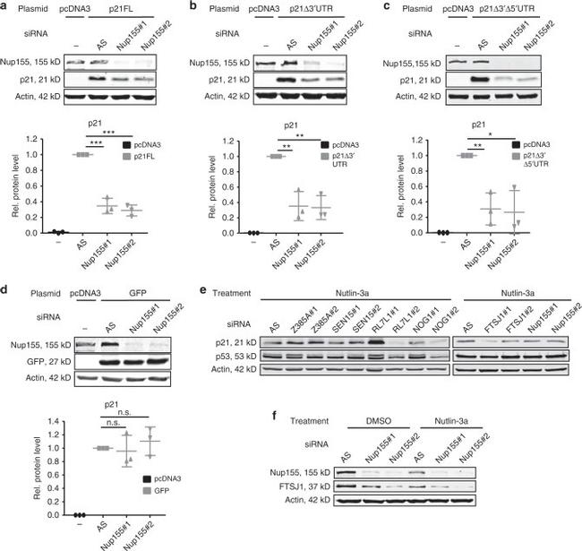 FTSJ1 Antibody in Western Blot (WB)