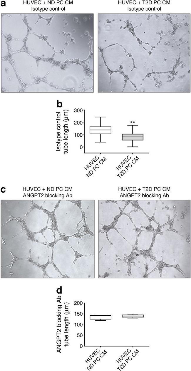 Angiopoietin 2 Antibody in Neutralization (Neu)