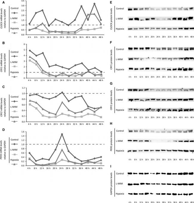 CRY2 Antibody in Western Blot (WB)