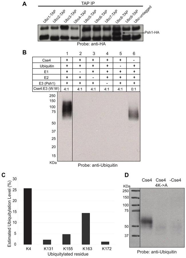 Ubiquitin Antibody in Western Blot (WB)