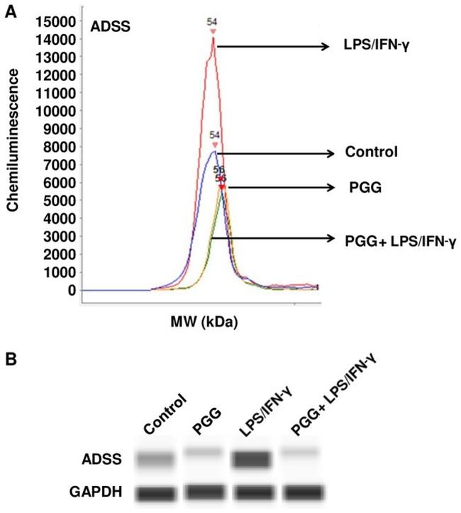 ADSS Antibody in Western Blot (WB)