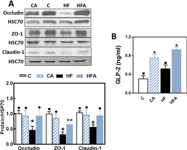 Claudin 1 Antibody in Western Blot (WB)