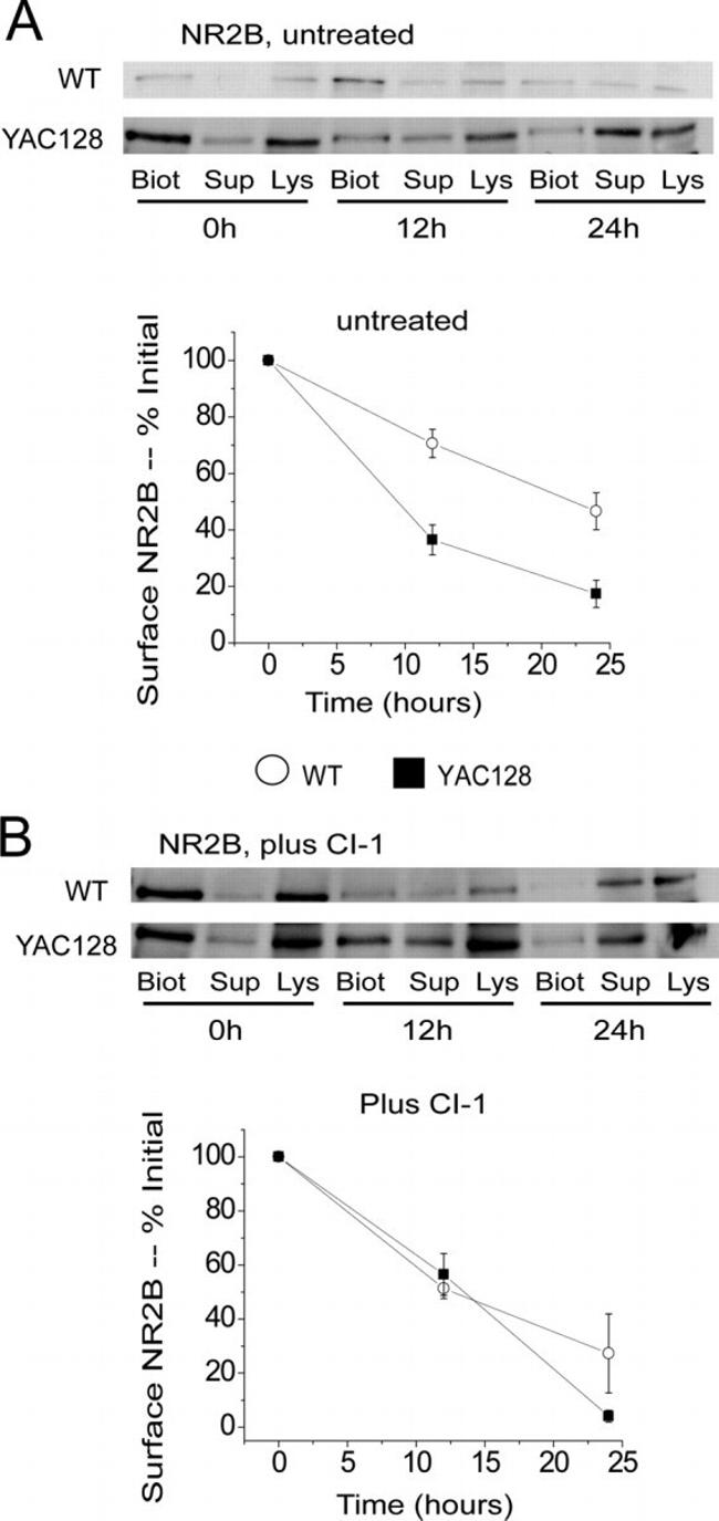 NMDAR2B Antibody in Western Blot (WB)