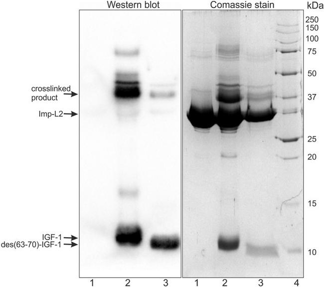 IGF1 Antibody in Western Blot (WB)