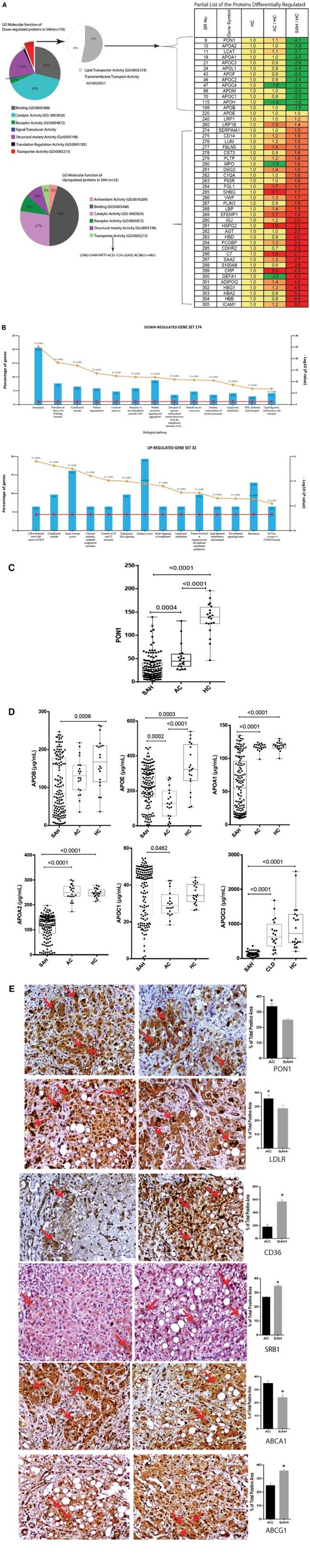 ABCG1 Antibody in Immunohistochemistry (Paraffin) (IHC (P))