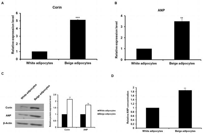 CORIN Antibody in Western Blot (WB)