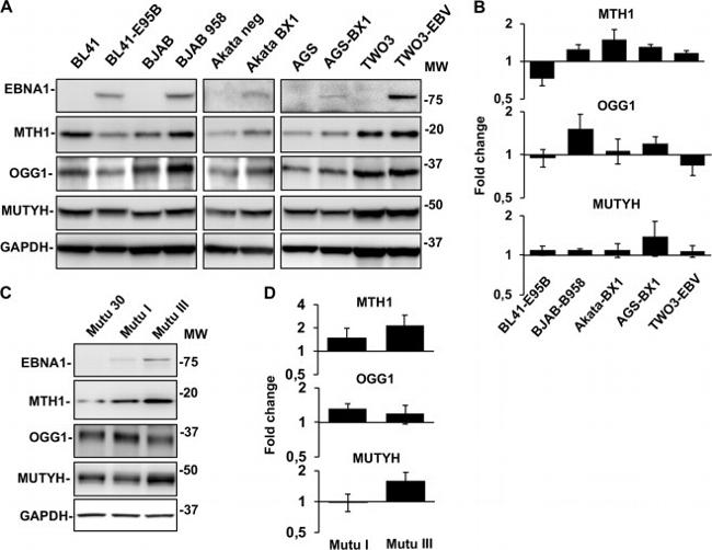 MUTYH Antibody in Western Blot (WB)