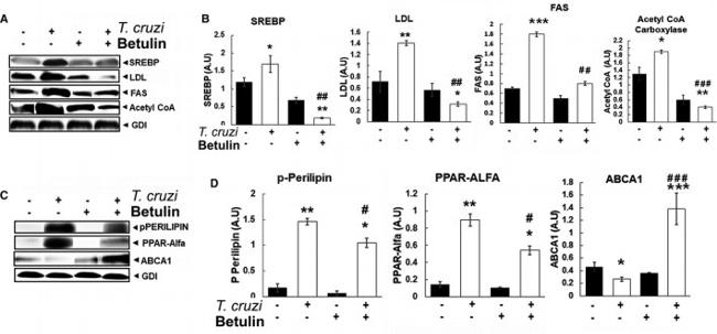 PPAR alpha Antibody in Western Blot (WB)