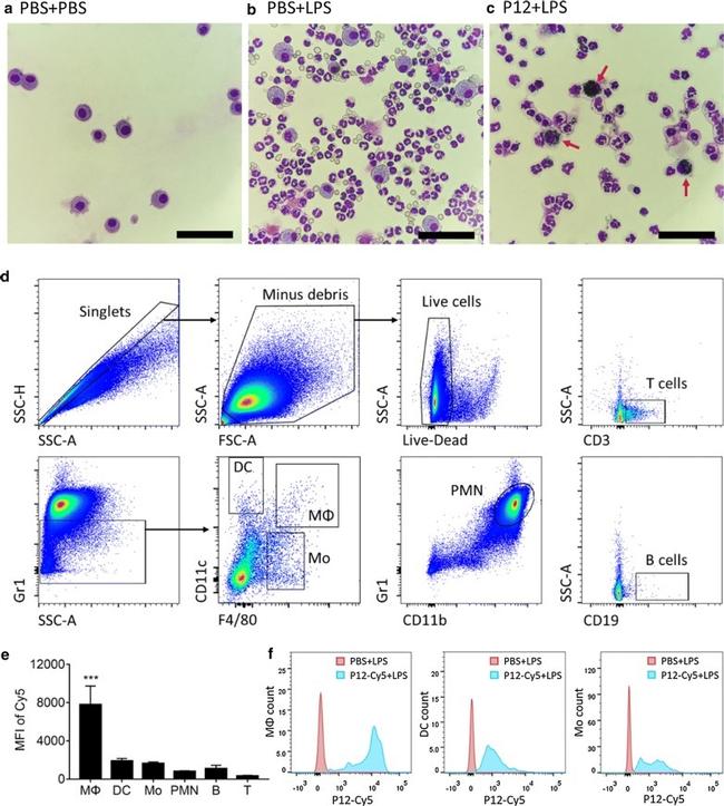 CD11b Antibody in Flow Cytometry (Flow)