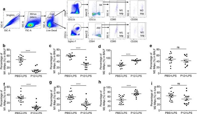 CD11b Antibody in Flow Cytometry (Flow)