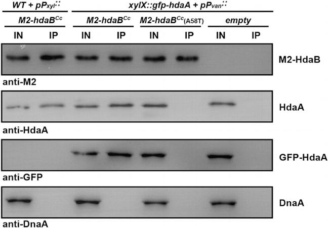 GFP Antibody in Western Blot (WB)