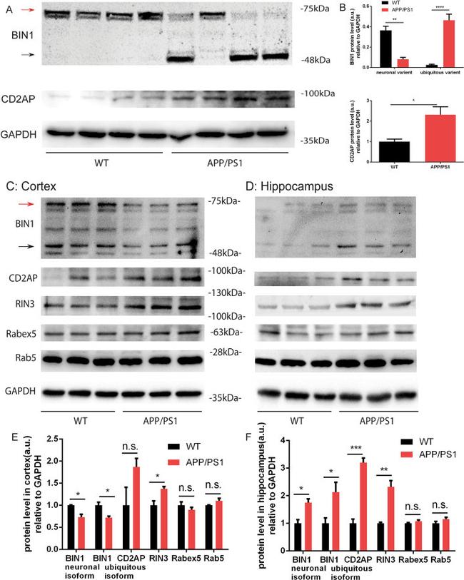 BIN1 Antibody in Western Blot (WB)