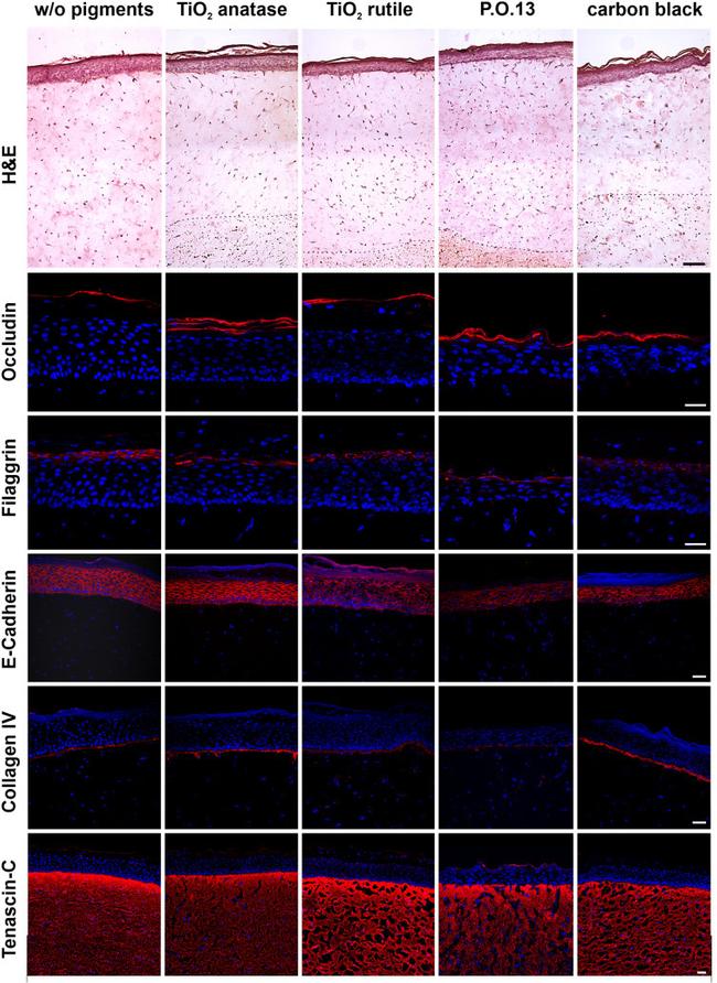 Occludin Antibody in Immunohistochemistry (IHC)