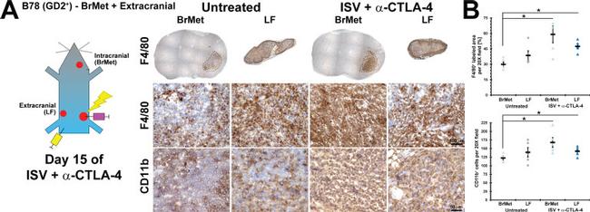 CD11b Antibody in Immunohistochemistry (IHC)