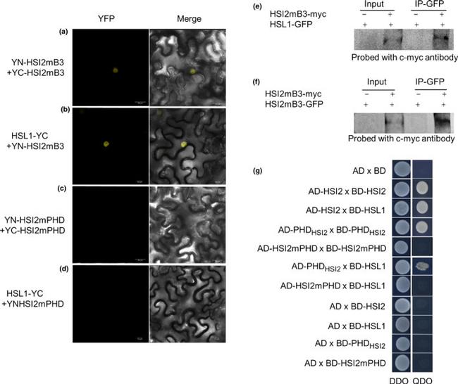 c-Myc Antibody in Western Blot (WB)