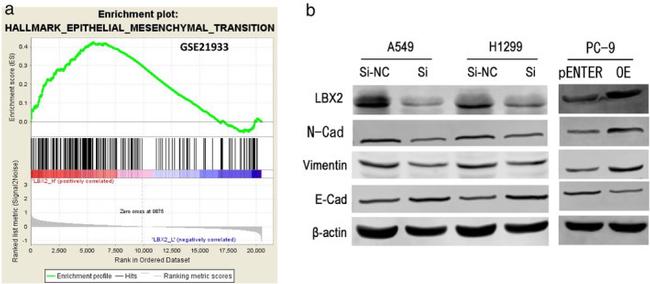 LBX2 Antibody in Western Blot (WB)