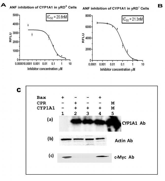 c-Myc Antibody in Western Blot (WB)