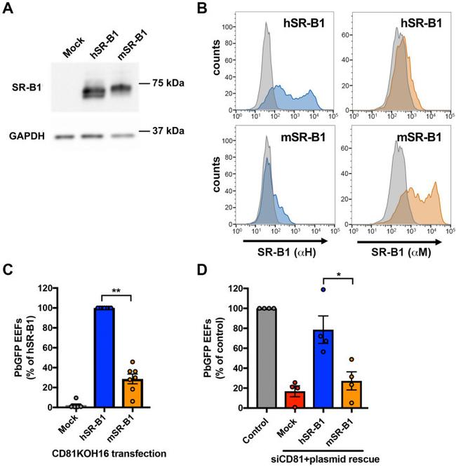 GAPDH Antibody in Western Blot (WB)