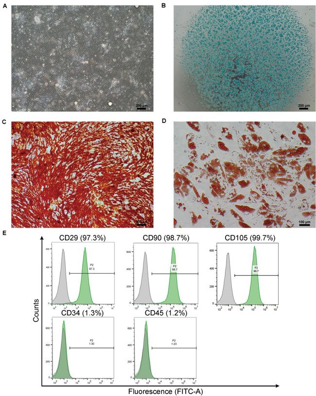 CD34 Antibody in Flow Cytometry (Flow)