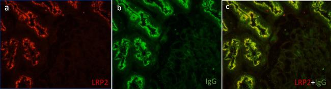 LRP2 Antibody in Immunohistochemistry (IHC)